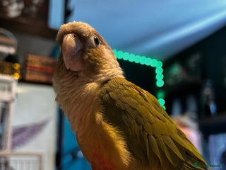 Conures birds Beautiful 1-Year-Old Conure Very Tame & Talkative - Advert 1