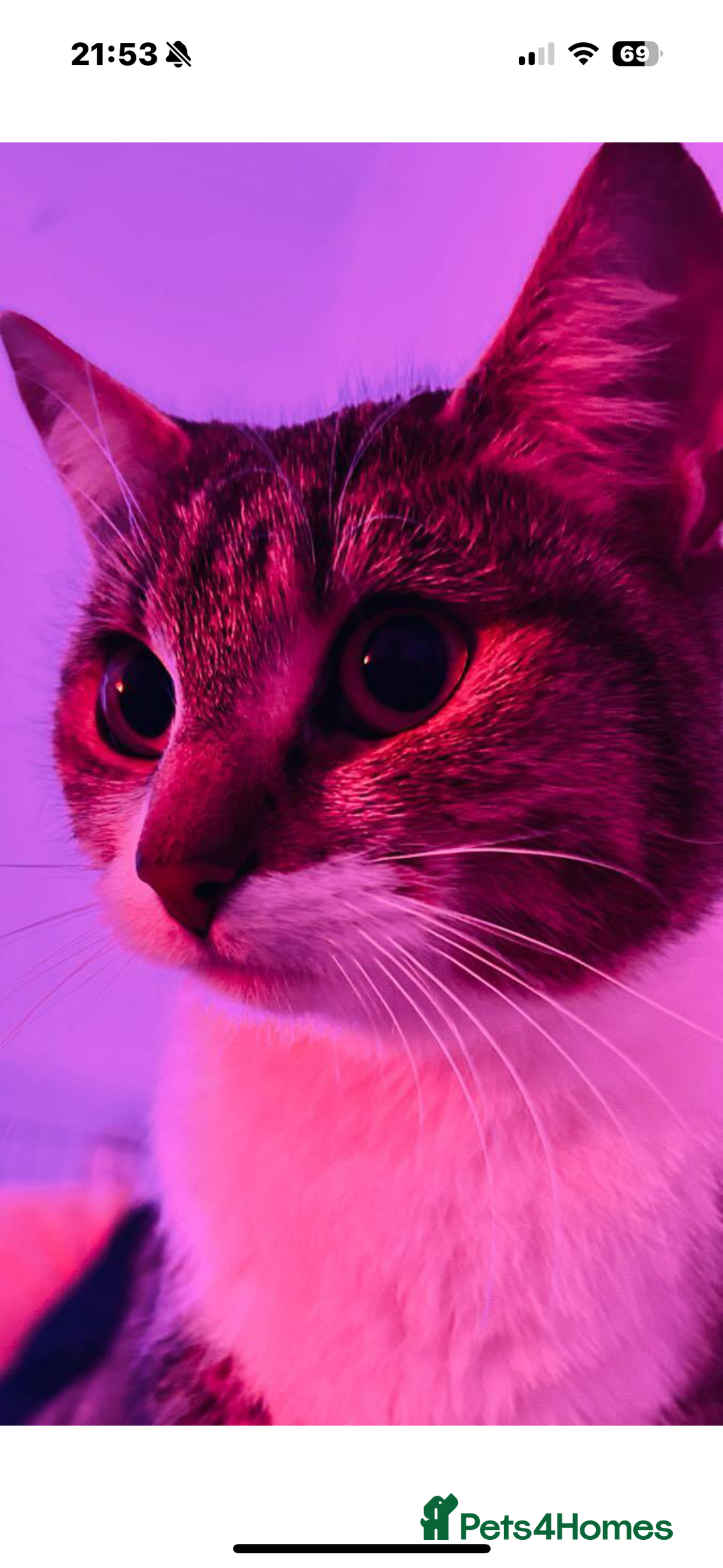 Mixed Breed cats for sale: Rescue cats- adults 🧡 - Advert 10