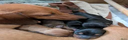Dachshund dogs for sale: Mini dachshund puppies in Elgin - Advert 7