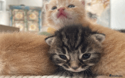 Mixed Breed cats for sale: 4Adorable Longhair Kittens-ready late Sep - Image 16