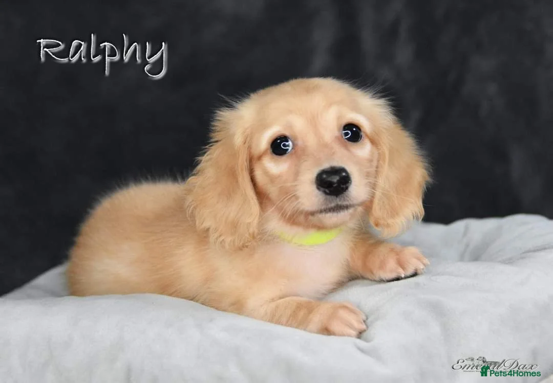 Miniature Dachshund dogs for stud: Clear Cream Stud in Rochford - Advert 14