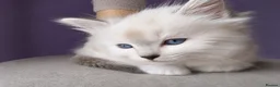 Ragdoll cats for sale: Registered ragdoll kittens by grand champion in Scunthorpe - Advert 4