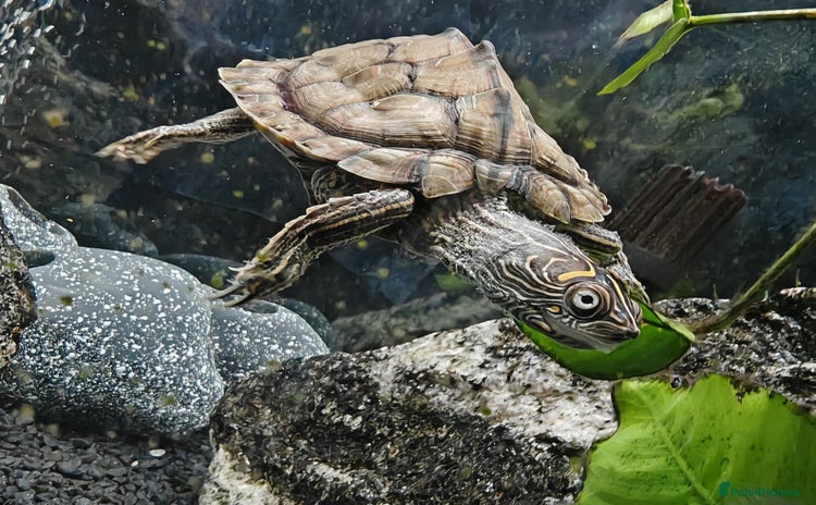 Turtle reptiles - Advert 1