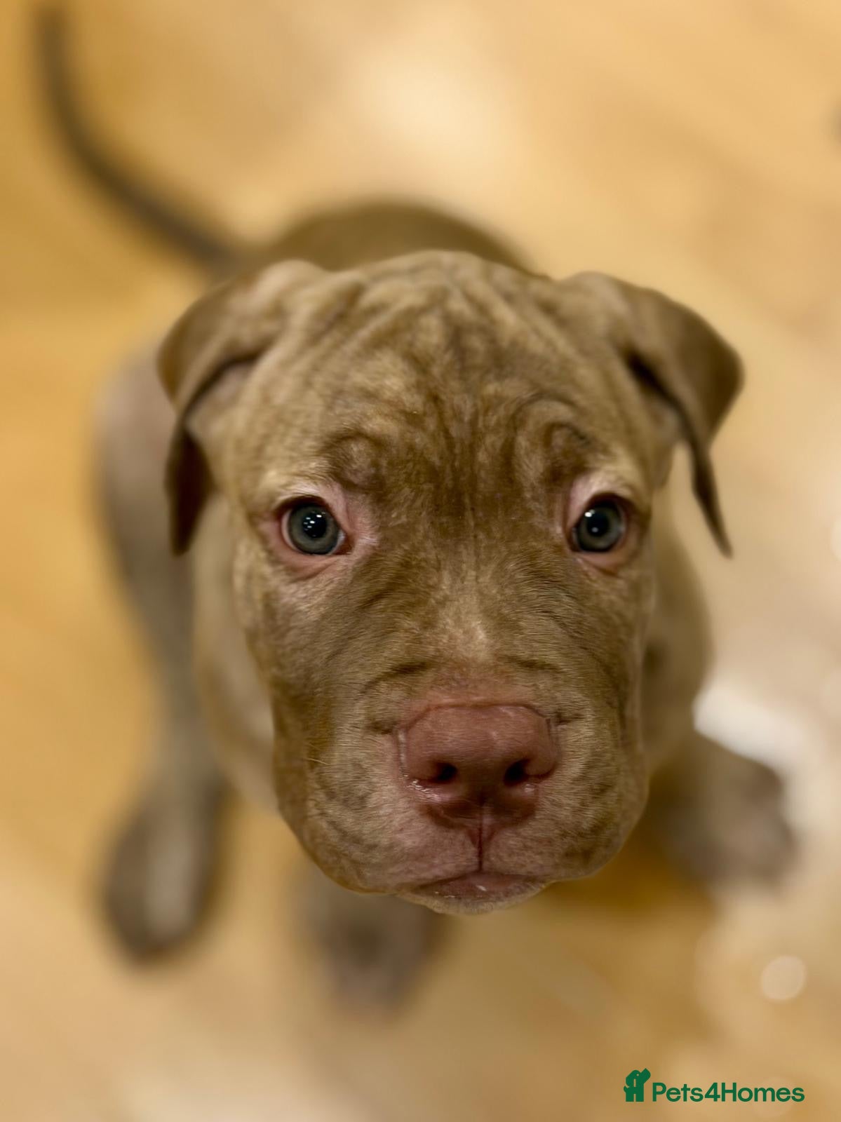 Mixed Breed dogs Last girl & boy puppies available  - Advert 2