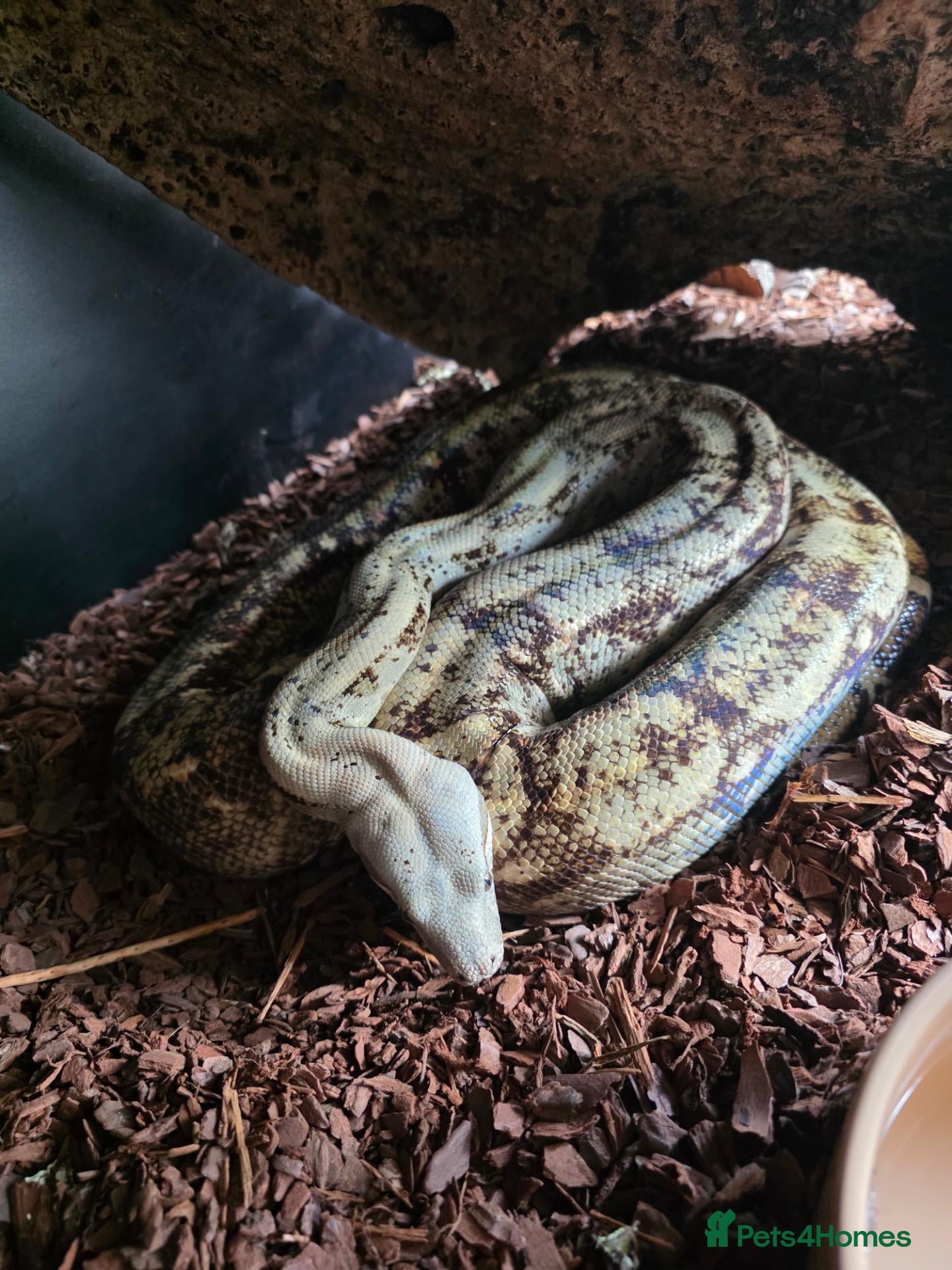 Boa Snake reptiles Female hog island boa - Advert 2