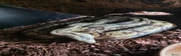 Boa Snake reptiles for sale: Female hog island boa - Advert 1