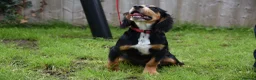 Cocker Spaniel dogs for sale: 6 Months Old Male Working Cocker KC Reg. - Advert 3