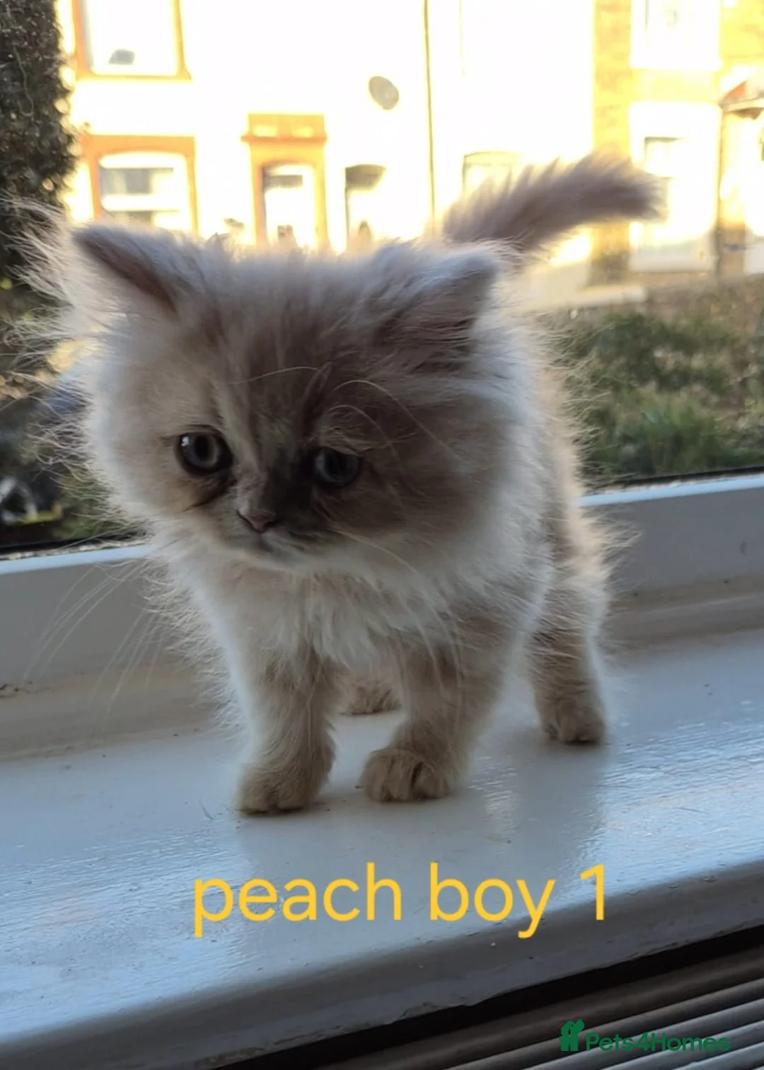 Persian cats for sale: Beautiful Persian babies - Advert 4