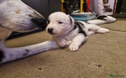 Border Collie dogs for sale: 2 X male border collie pups for sale - Image 13