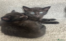 Mixed Breed cats for sale: 1 male black kitten  - Image 1