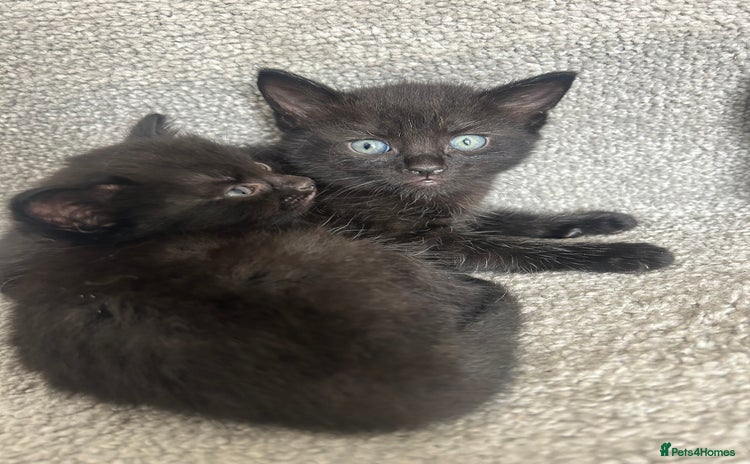 Mixed Breed cats - Advert 1