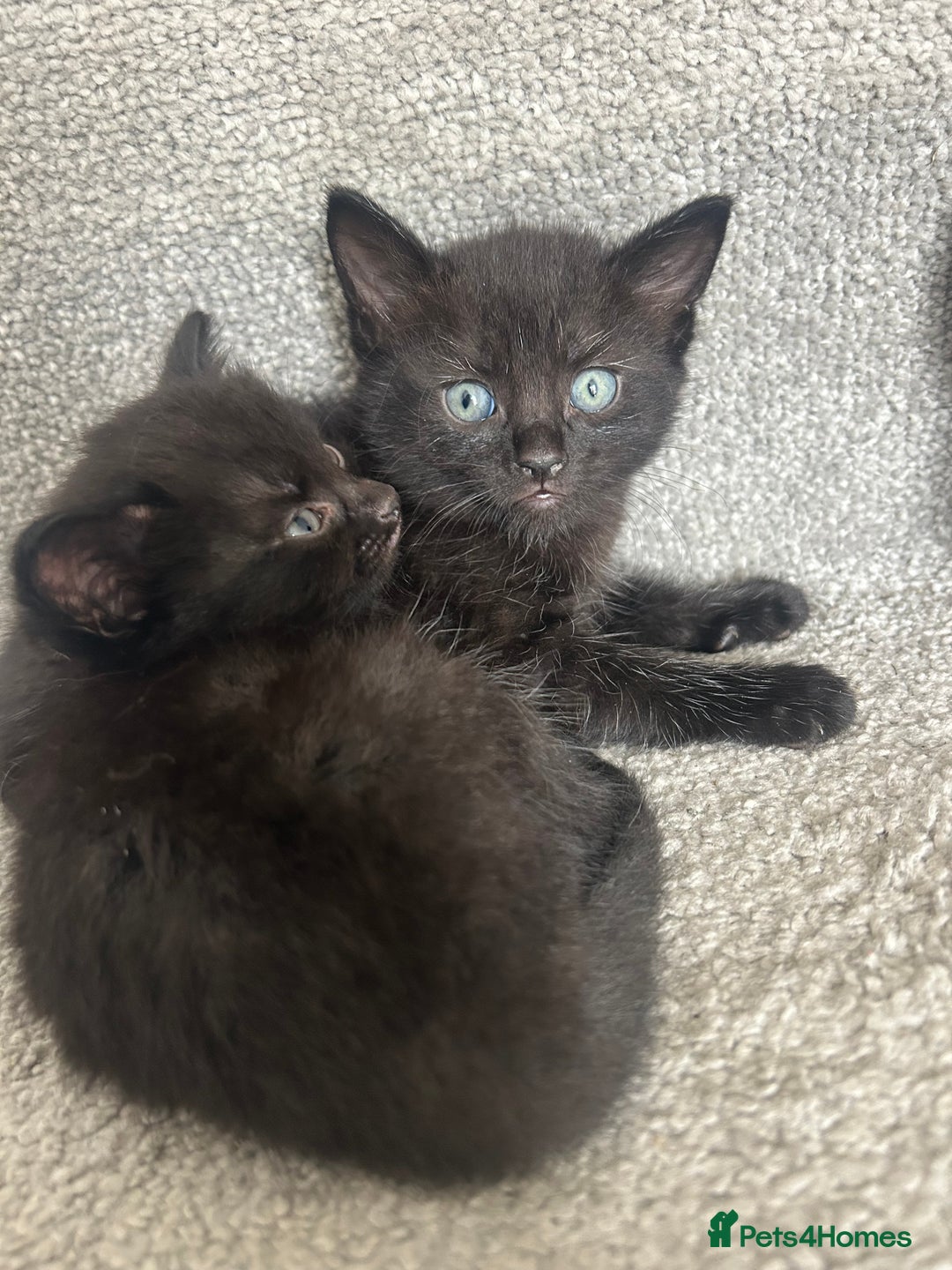 Mixed Breed cats for sale: 1 male black kitten  - Image 1
