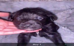 Mixed Breed dogs for sale: 4 chunky colliedoors - Image 4