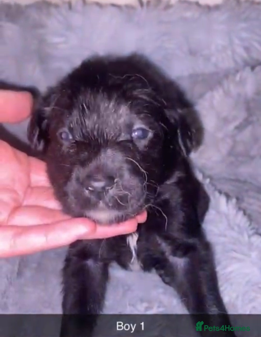 Mixed Breed dogs for sale: 4 chunky colliedoors - Image 4