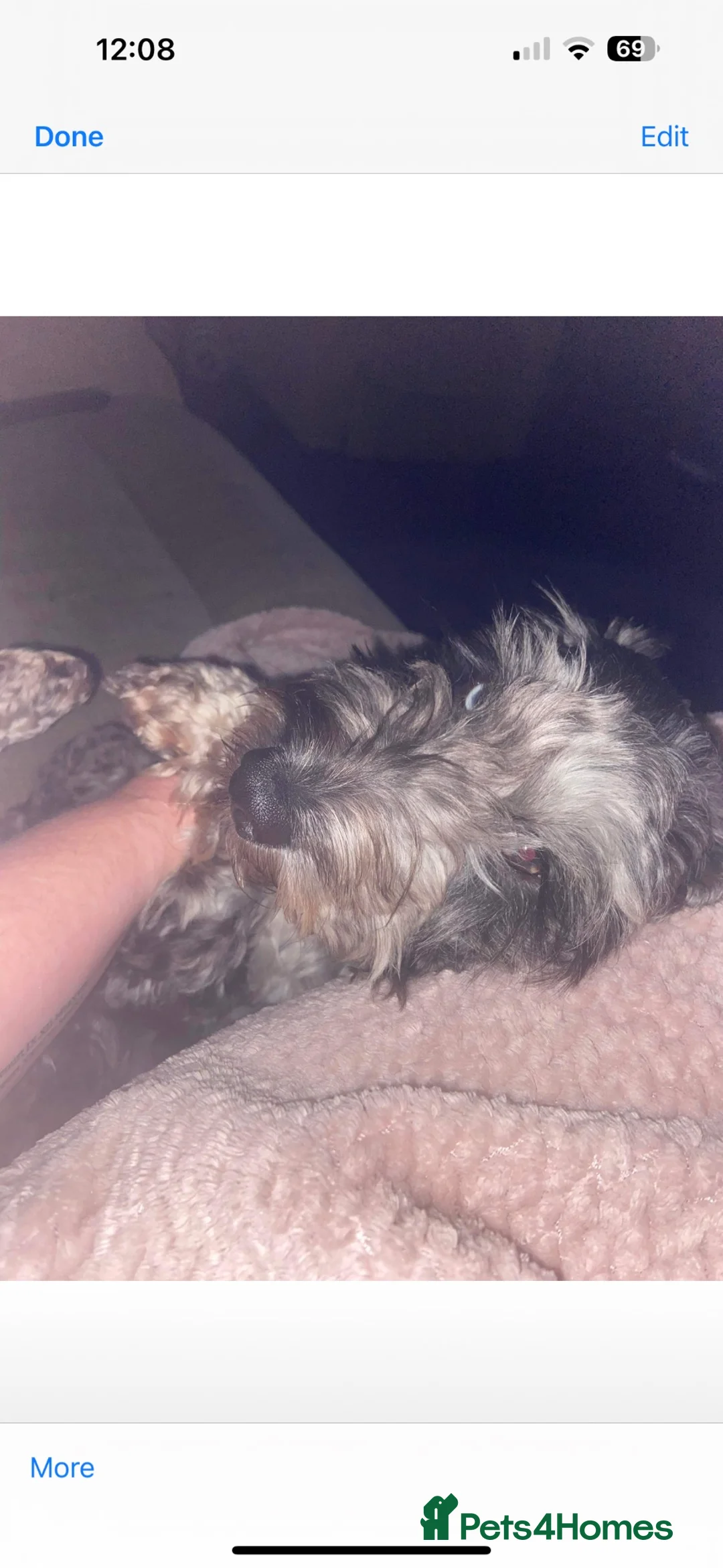 Cockapoo dogs for sale: 4 year old cockerpoo - Advert 1