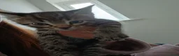 Mixed Breed cats for sale: 8 week old kittens ready for new homes  in Leeds - Advert 4