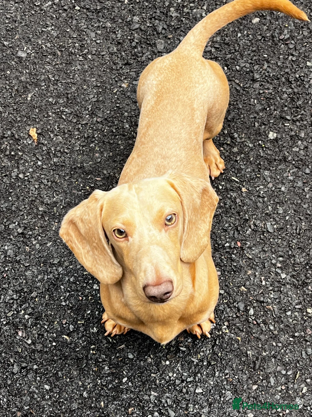Miniature Dachshund dogs for stud: Cream e/e D/d B/b PRA Clear, Kc reg, Vet checked in Heathfield - Advert 6