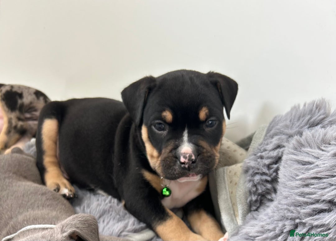 American Bully dogs for sale: Pocket bullies - Image 5