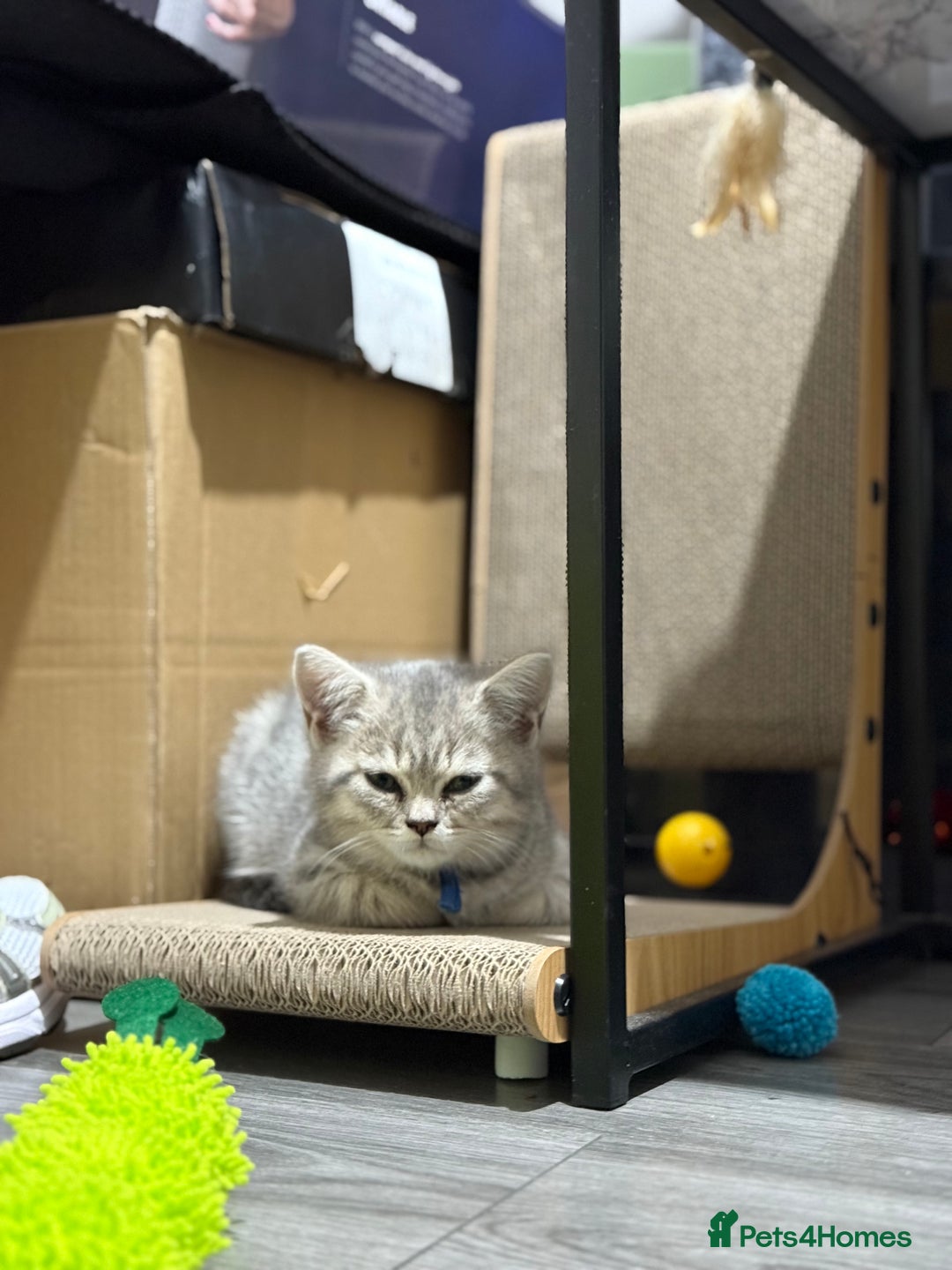 British Shorthair cats for sale: BSH Kitten Bean - Image 20