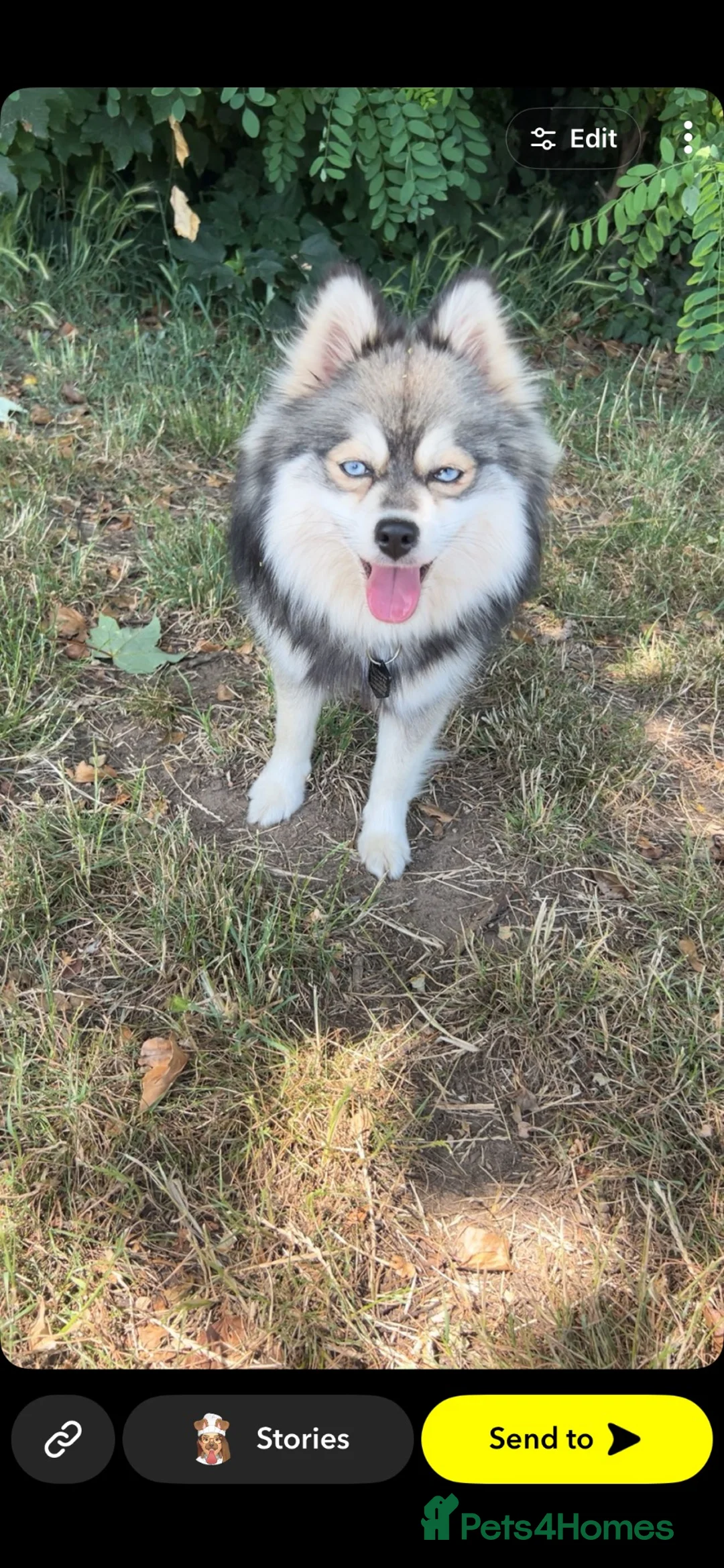 Pomsky dogs for sale: Adult Pomskies  - Advert 2