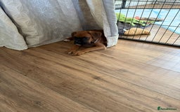 Boxer dogs for sale: 4 beautiful black masked KC Reg Boxer puppies  in Newton Abbot - Image 4
