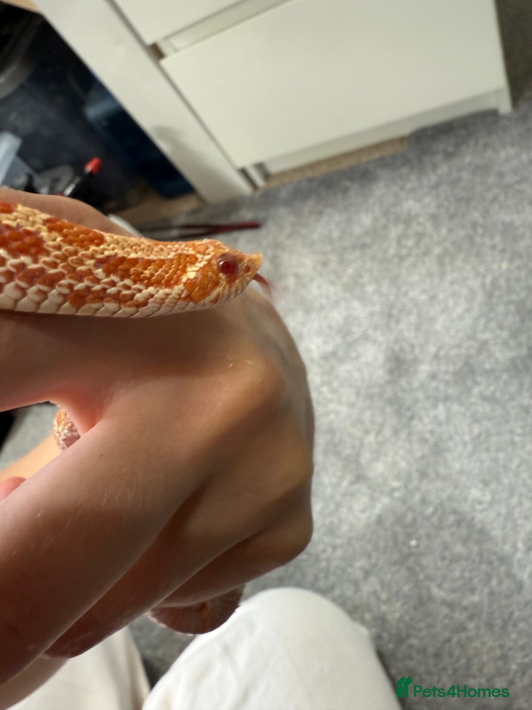 Snake reptiles for sale: CB24 Male Albino Western Hognose - Image 6