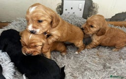 Cocker Spaniel dogs for sale: Cocker spaniels ( show type)  - Image 2