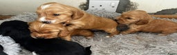 Cocker Spaniel dogs for sale: Cocker spaniels ( show type)  - Advert 3