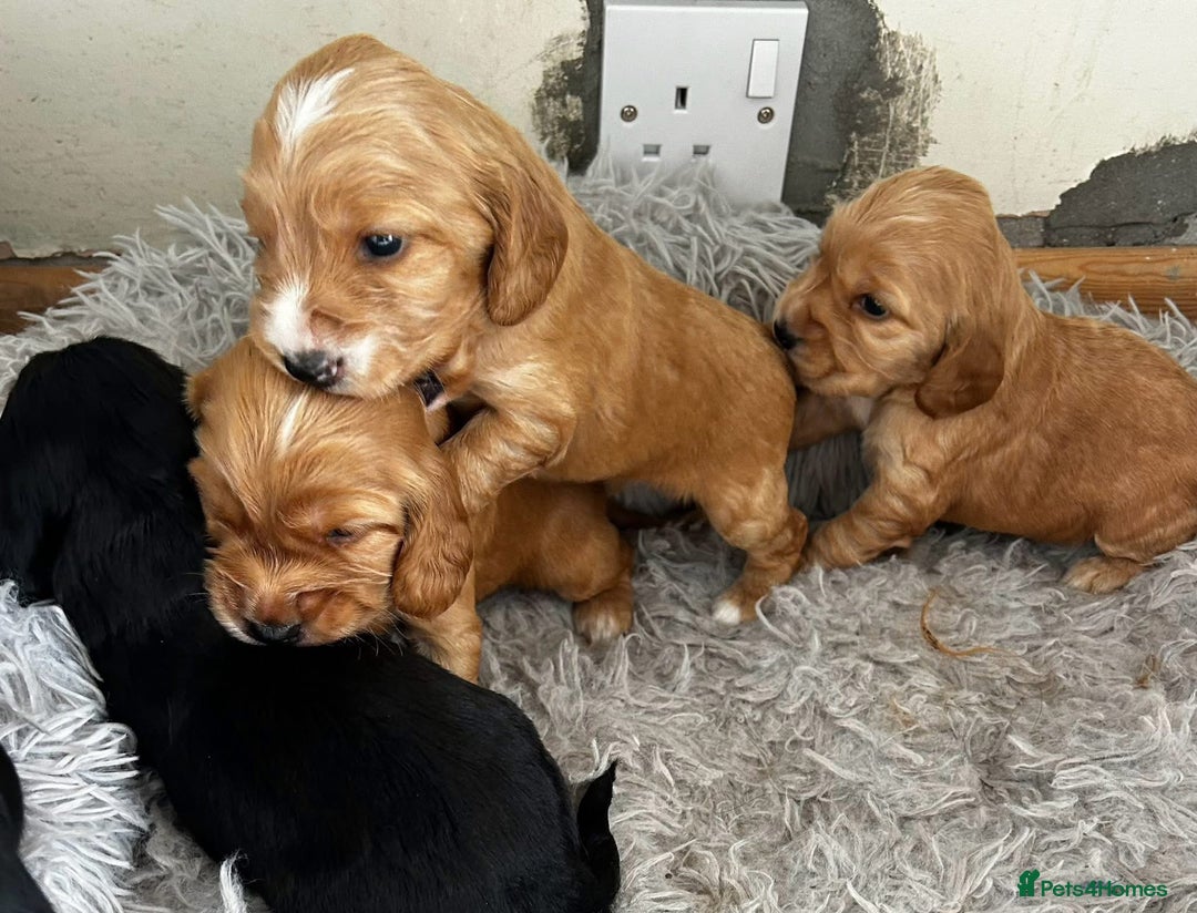 Cocker Spaniel dogs for sale: Cocker spaniels ( show type)  - Image 2