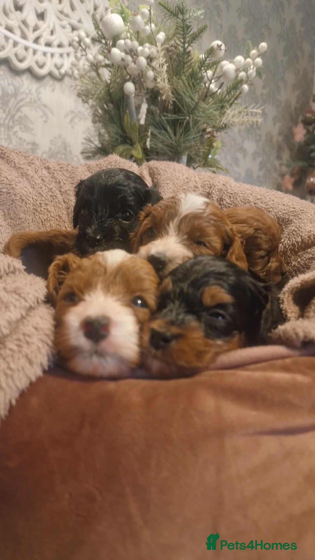 Cavapoo dogs for sale: Beautiful cavapoo puppies  - Advert 10
