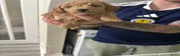 Toy Poodle dogs for sale: Toy poodle puppies 🐩 Ready to leave next week 🐩 - Advert 11