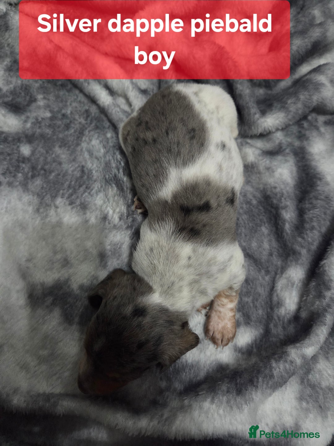 Miniature Dachshund dogs for sale: Miniature dachshund puppies KC Reg - Image 7