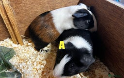 Guinea Pig rodents for sale: Boars and Sows - Image 1