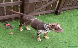Old Tyme Bulldog dogs for sale: Female for rehoming  - Image 4