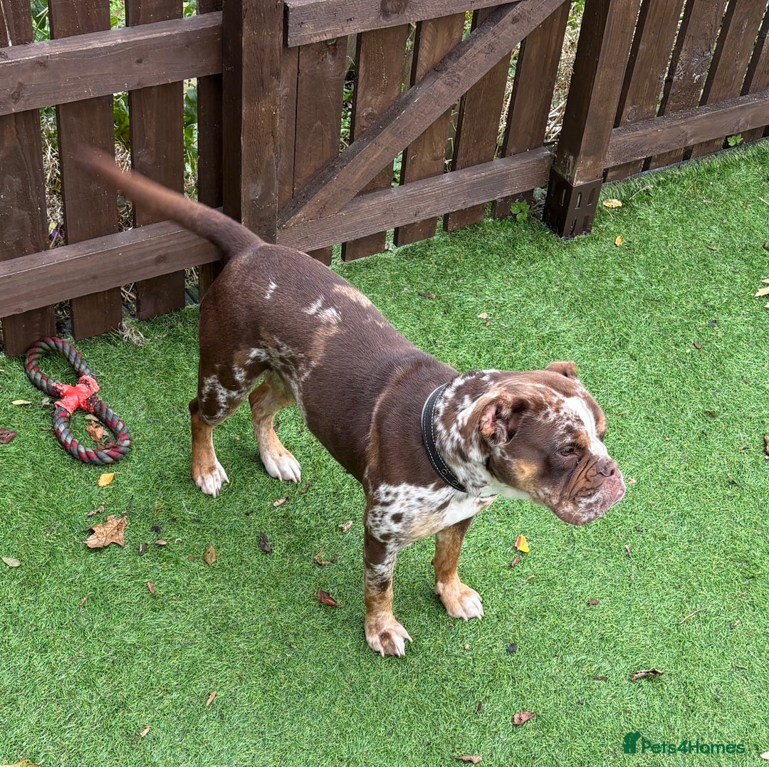 Old Tyme Bulldog dogs for sale: Female for rehoming  - Image 4