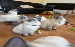 Ragdoll cats for sale: Ragdoll Kittens Looking for Their Forever Homes  - Image 1