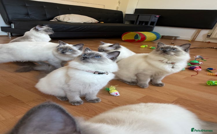 Ragdoll cats - Advert 10
