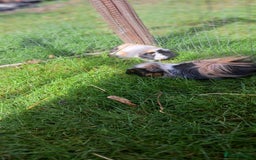 Guinea Pig rodents for sale: Two bonded boar guinea pigs £40 pair - Image 6