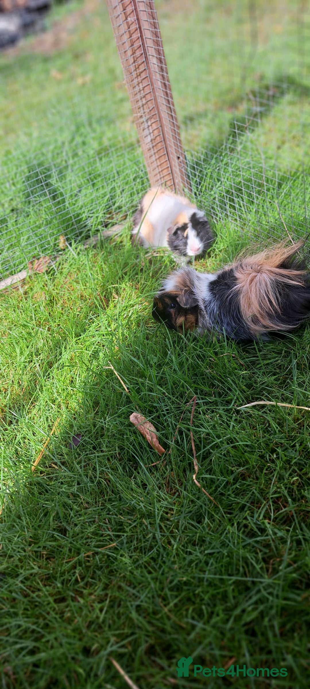 Guinea Pig rodents for sale: Two bonded boar guinea pigs £40 pair - Image 6