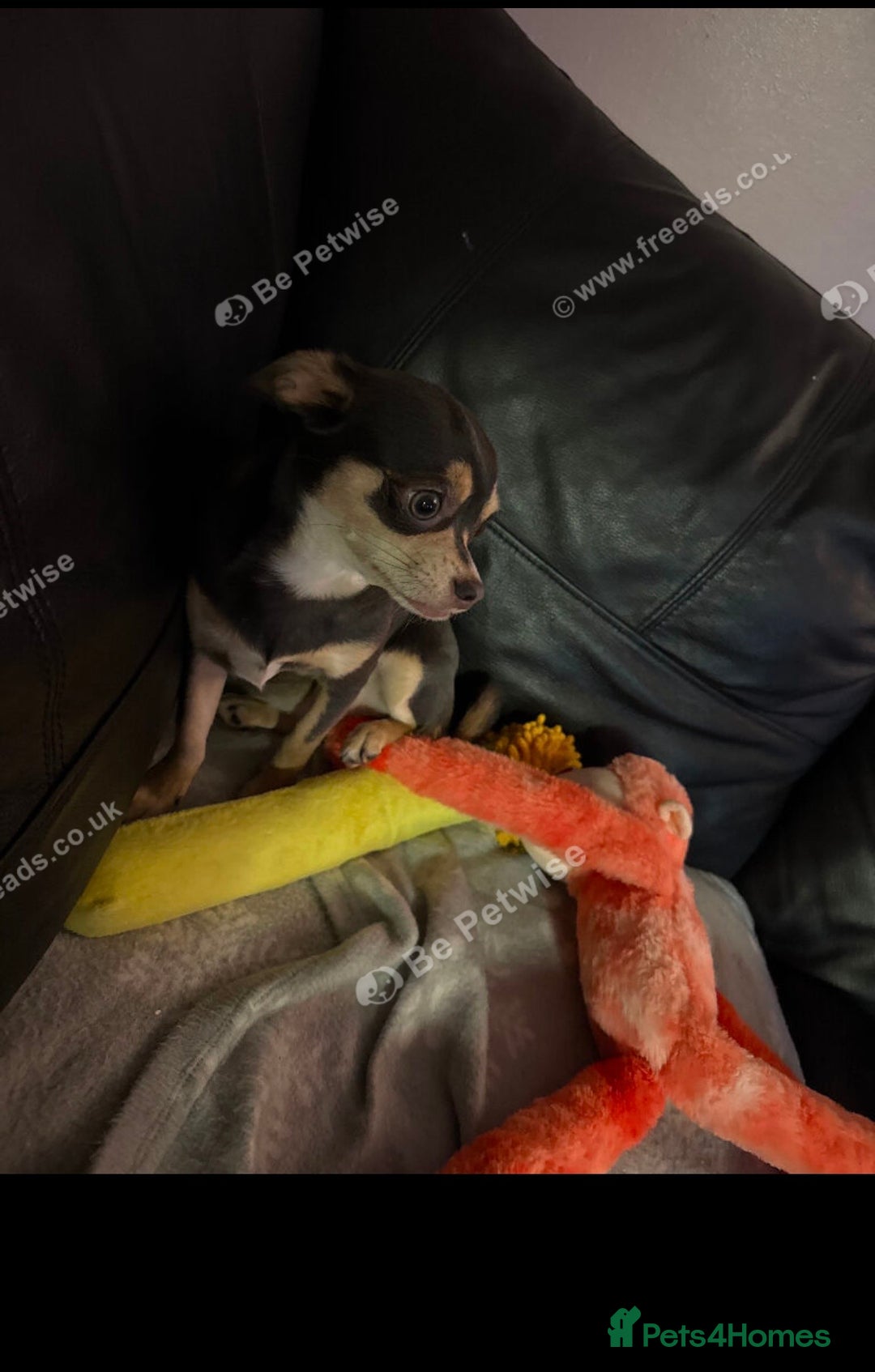 Chihuahua dogs for sale: Female chihuahua - Advert 1