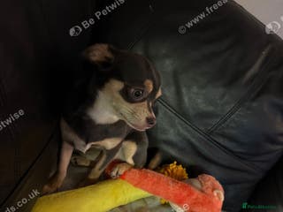 Chihuahua dogs Female chihuahua - Advert 4