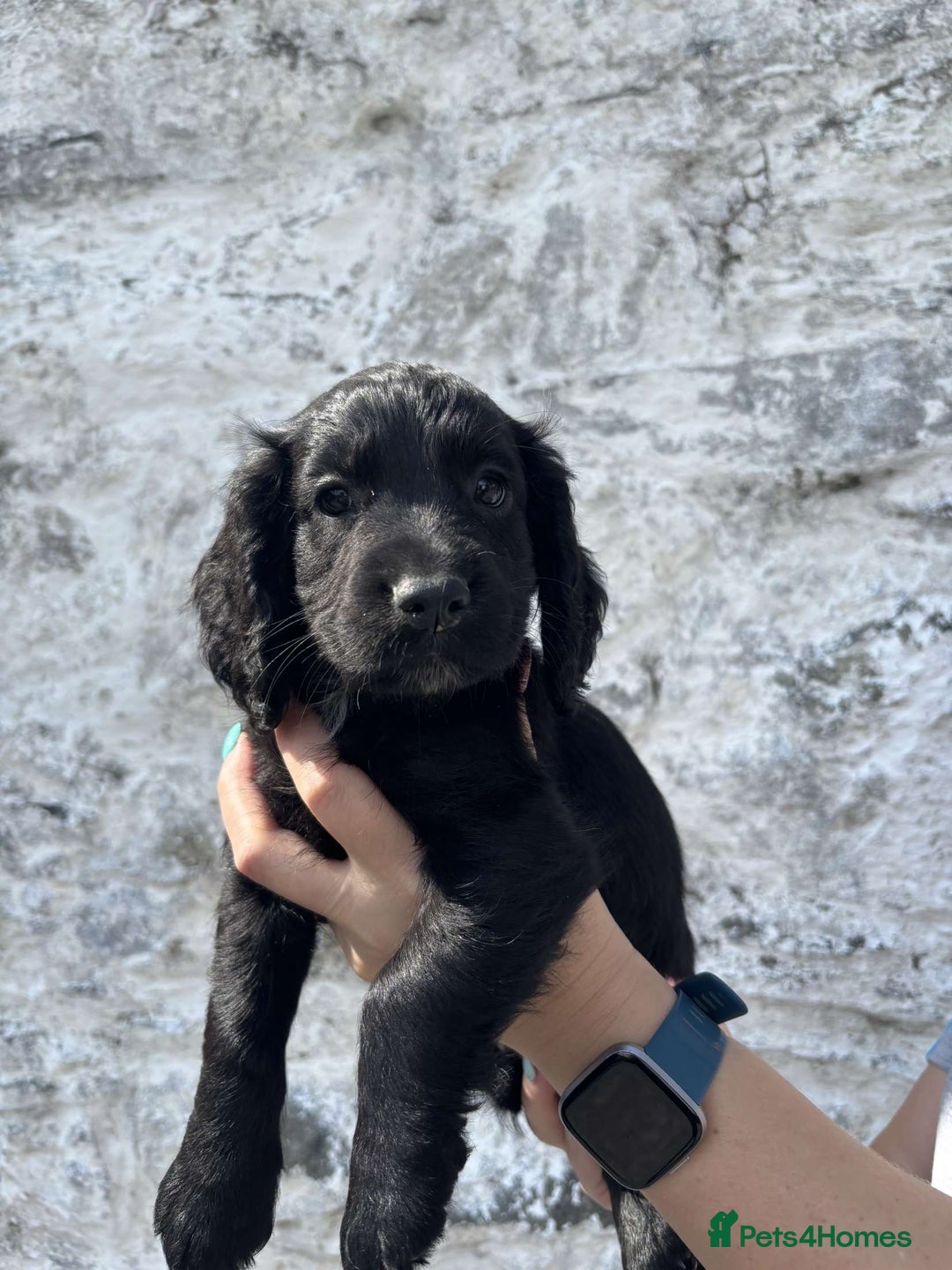 Cocker Spaniel dogs for sale: Cocker spaniel pups - Image 2