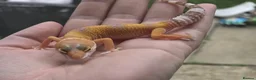 Leopard Gecko reptiles for sale: Various leopard geckos - Advert 17