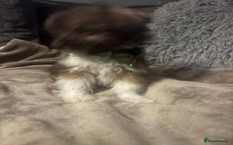 Mixed Breed dogs for sale: Chorkie-apso puppies  - Image 22