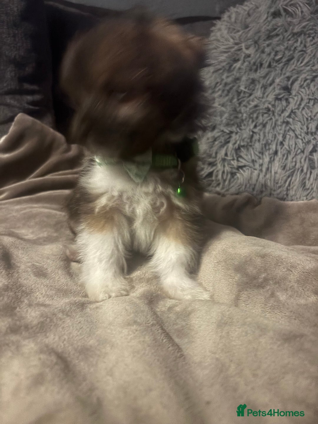 Mixed Breed dogs for sale: Chorkie-apso puppies  - Image 22