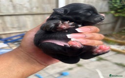 Mixed Breed dogs for sale: Jack Russel x Chow Chow Mix Puppies for Sale  - Image 11