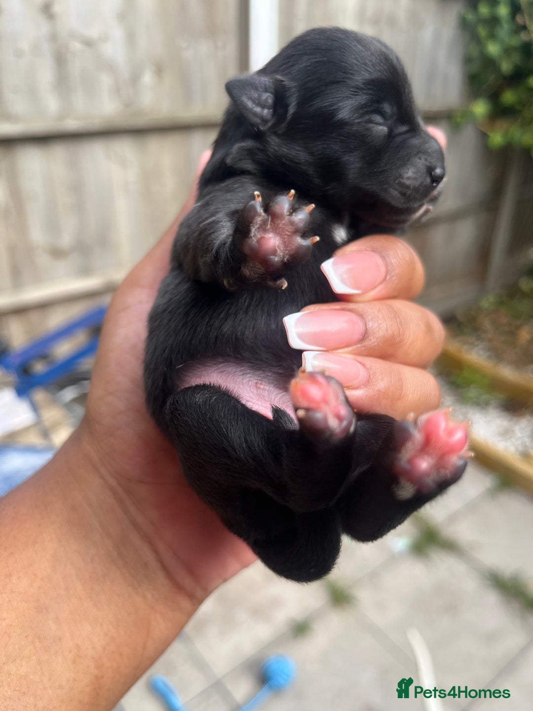 Mixed Breed dogs for sale: Jack Russel x Chow Chow Mix Puppies for Sale  - Image 11