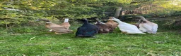 Ducks poultry for sale: Pure Indian Runner Ducklings + Fertile Eggs - Advert 6