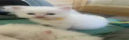 Ragdoll cats for sale: Beautiful ragdolls - Advert 24