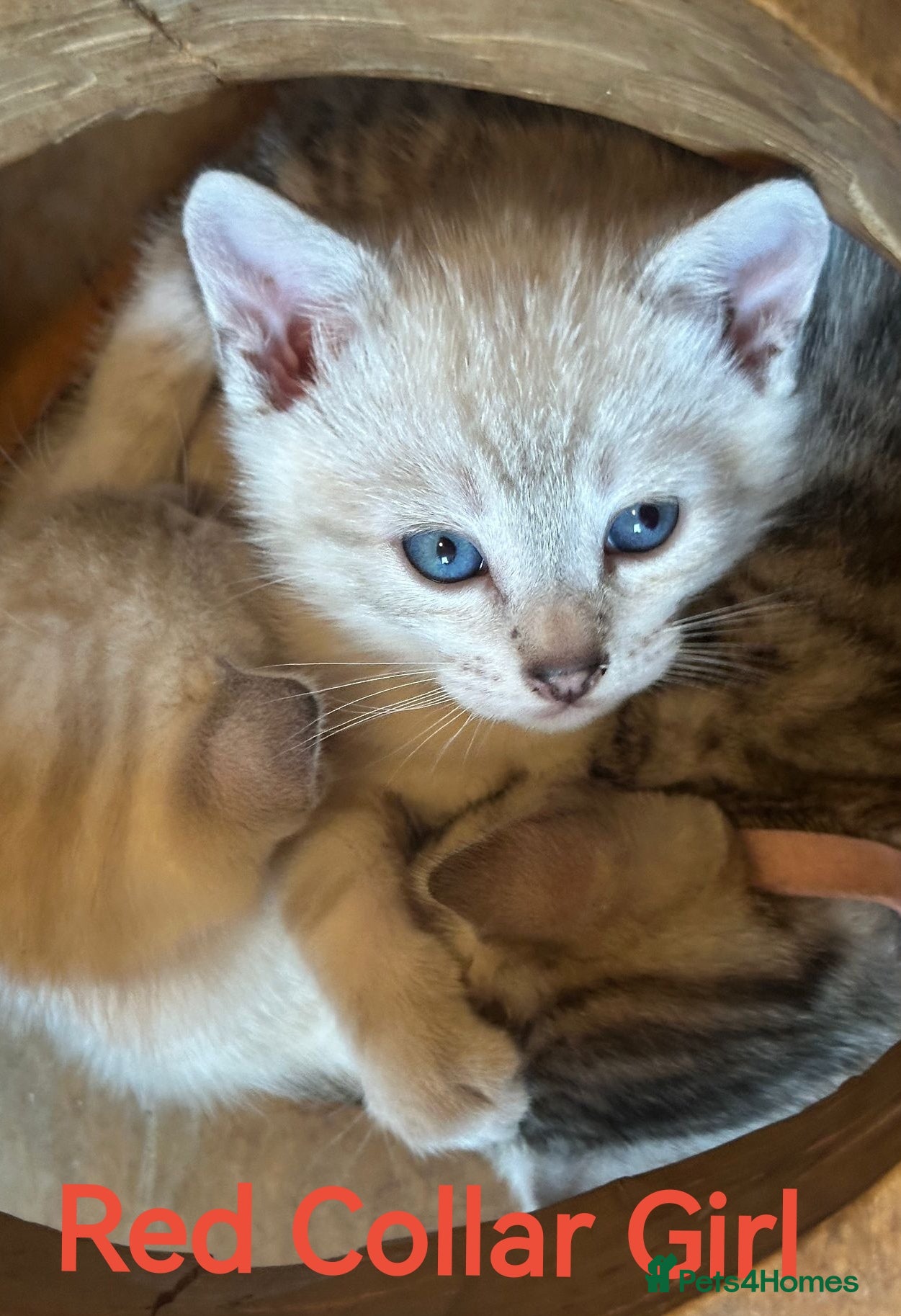 Bengal cats  Silver, Snow & brown Spotted Bengal kottenss - Advert 2